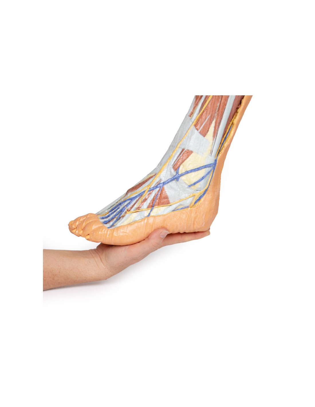 Dissezione superficiale dell'arto... Dissezione superficiale dell'arto...