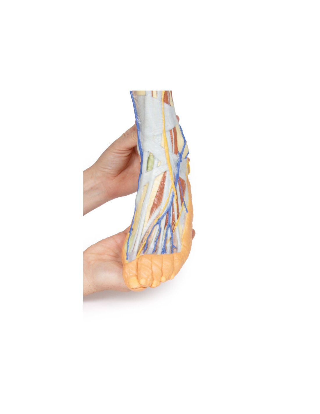 Dissezione superficiale dell'arto... Dissezione superficiale dell'arto...