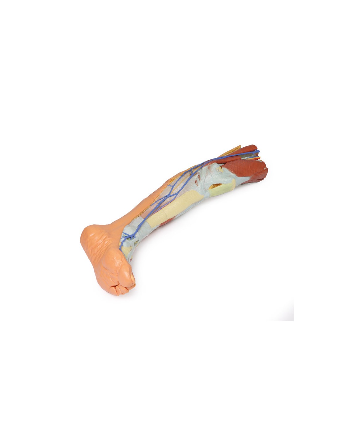 Dissezione superficiale dell'arto... Dissezione superficiale dell'arto...