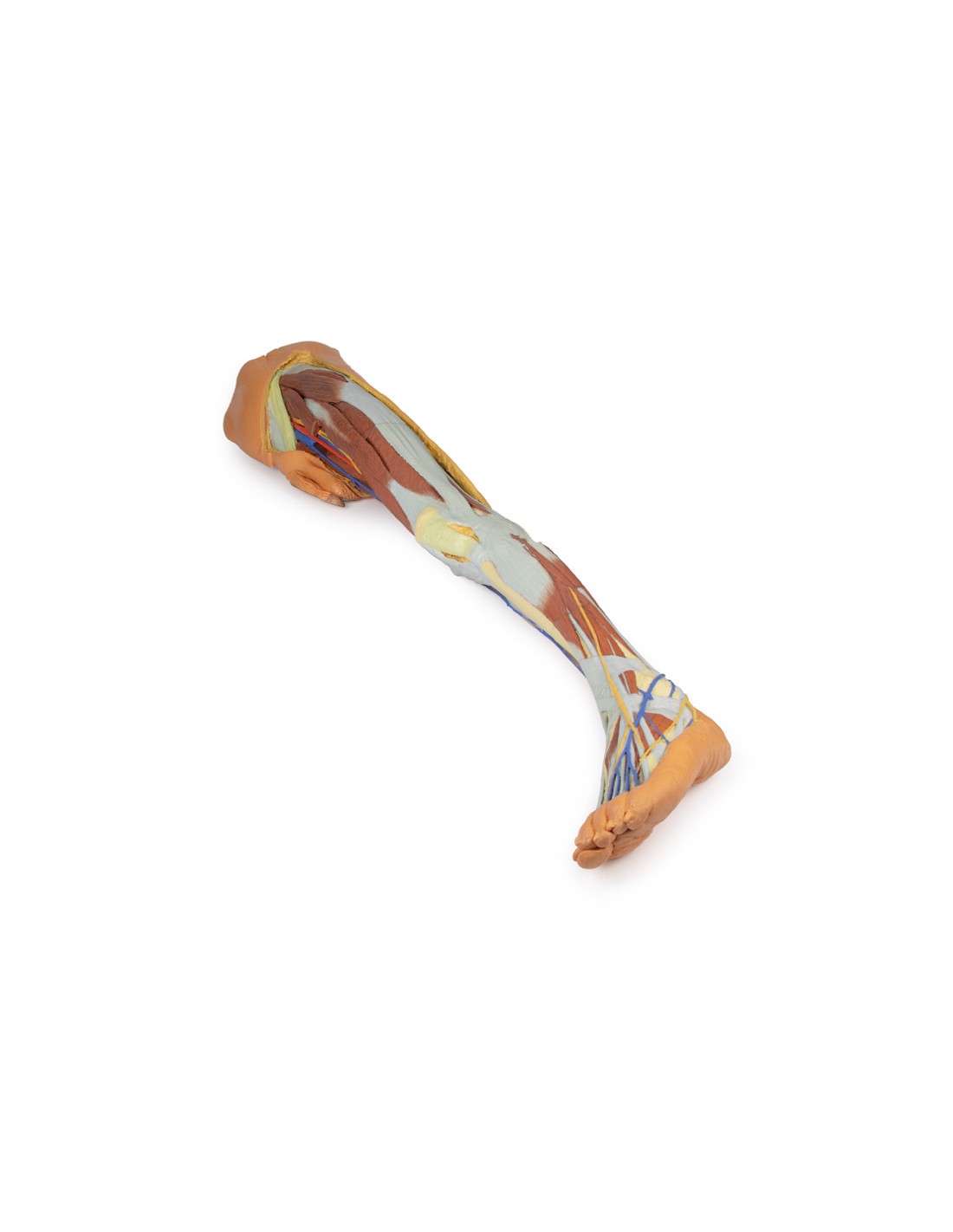 Dissezione superficiale dell'arto... Dissezione superficiale dell'arto...