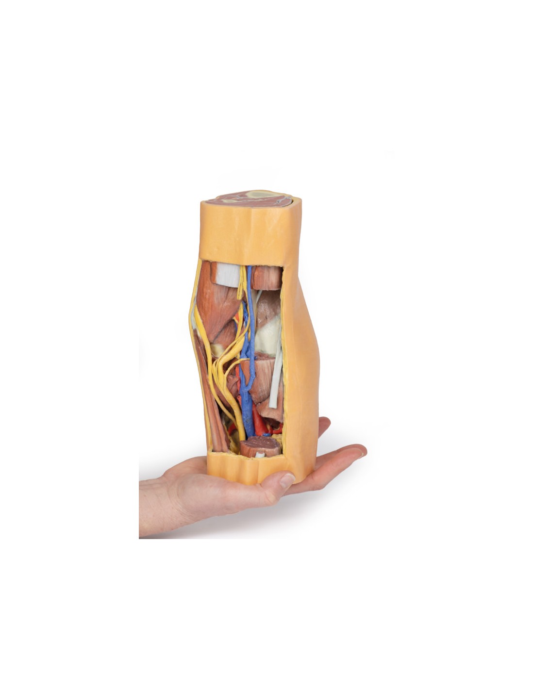 Fossa Poplitea con distale della... Fossa Poplitea con distale della...