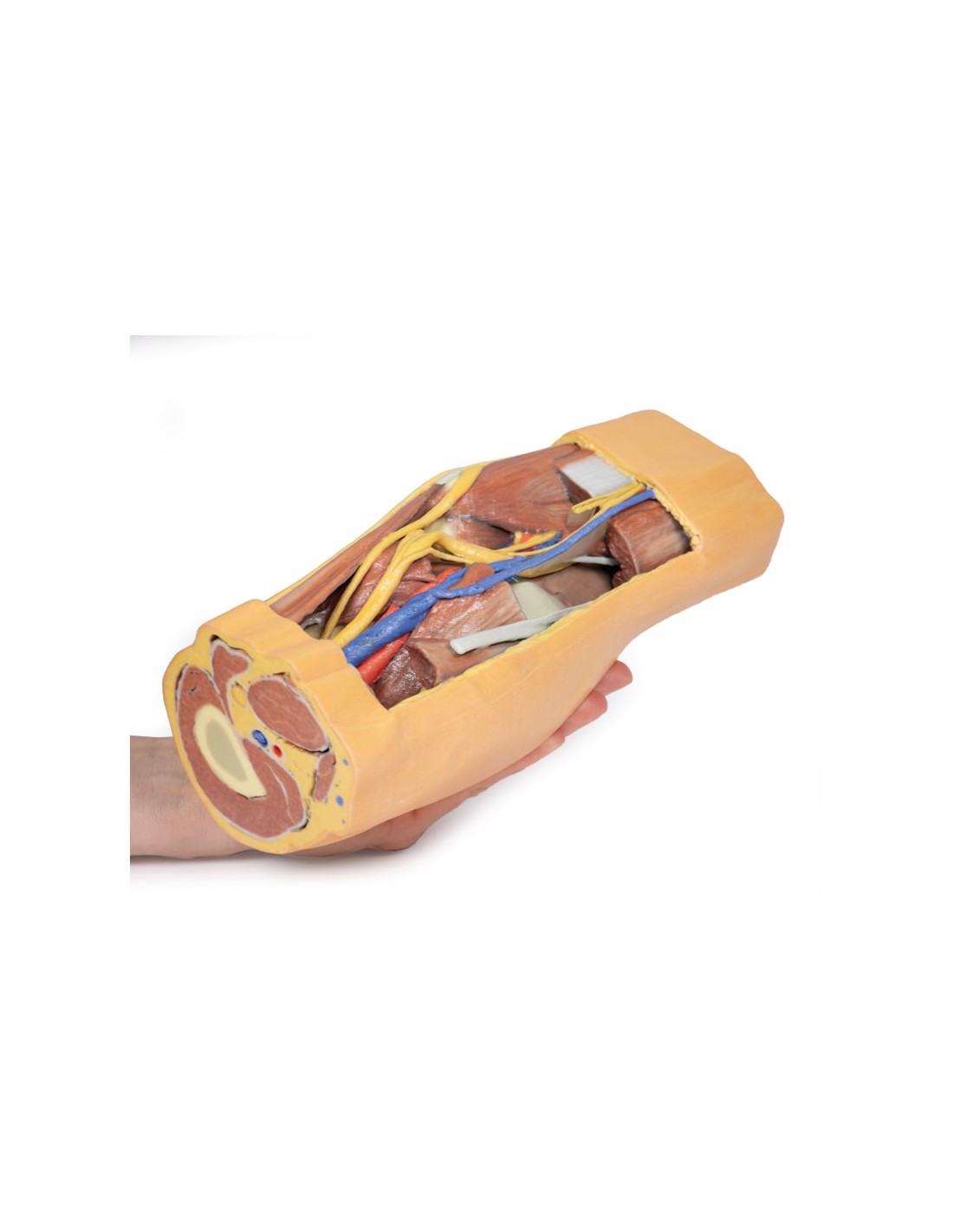 Fossa Poplitea con distale della... Fossa Poplitea con distale della...