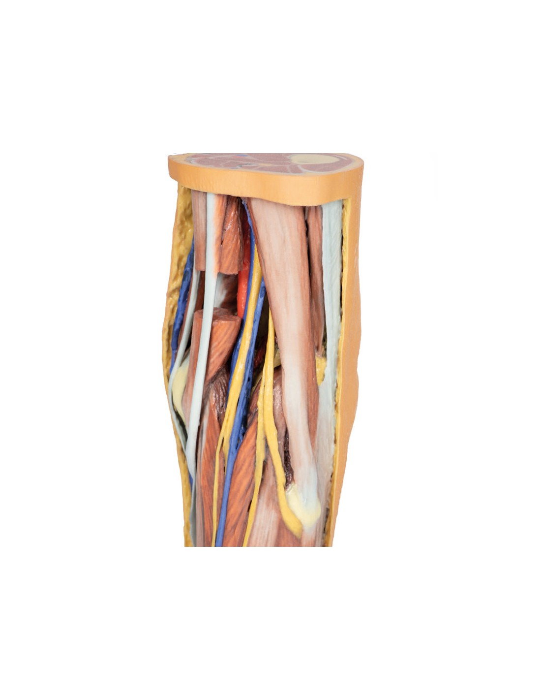 Dissezione profonda della Fossa... Dissezione profonda della Fossa...