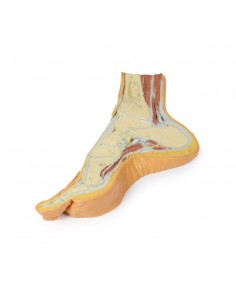 Dissezione del piede in... 2