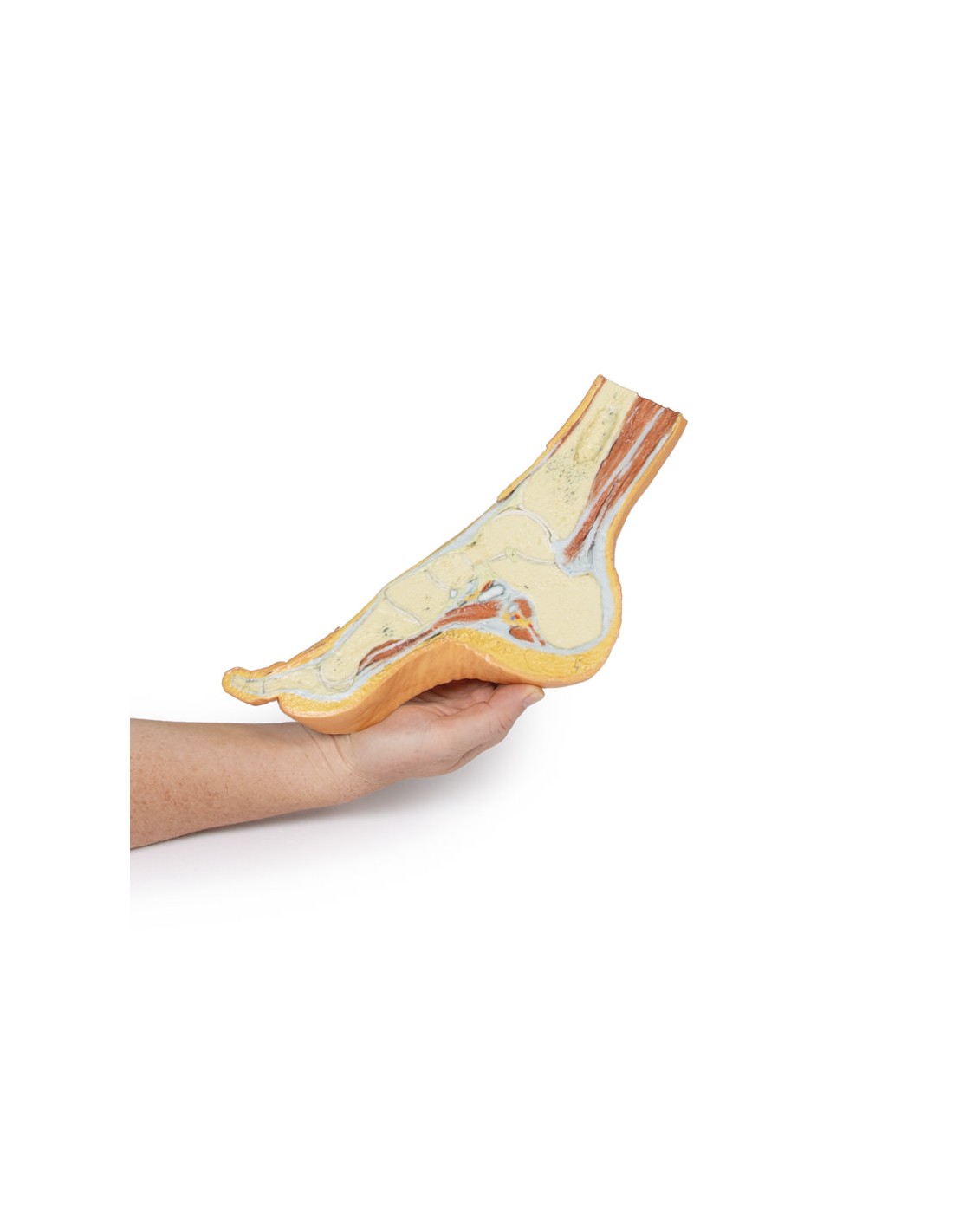 Dissezione del piede in sezione... Dissezione del piede in sezione...