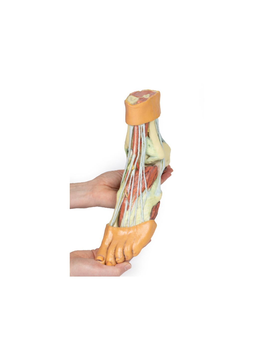 Strutture della superficie plantare... Strutture della superficie plantare...