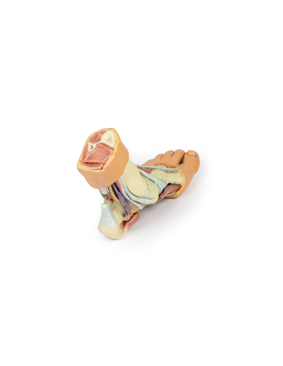 Strutture della superficie plantare... Strutture della superficie plantare...