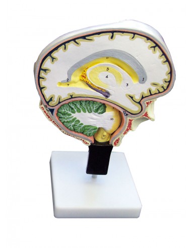 Erler Zimmer, modello anatomico di...