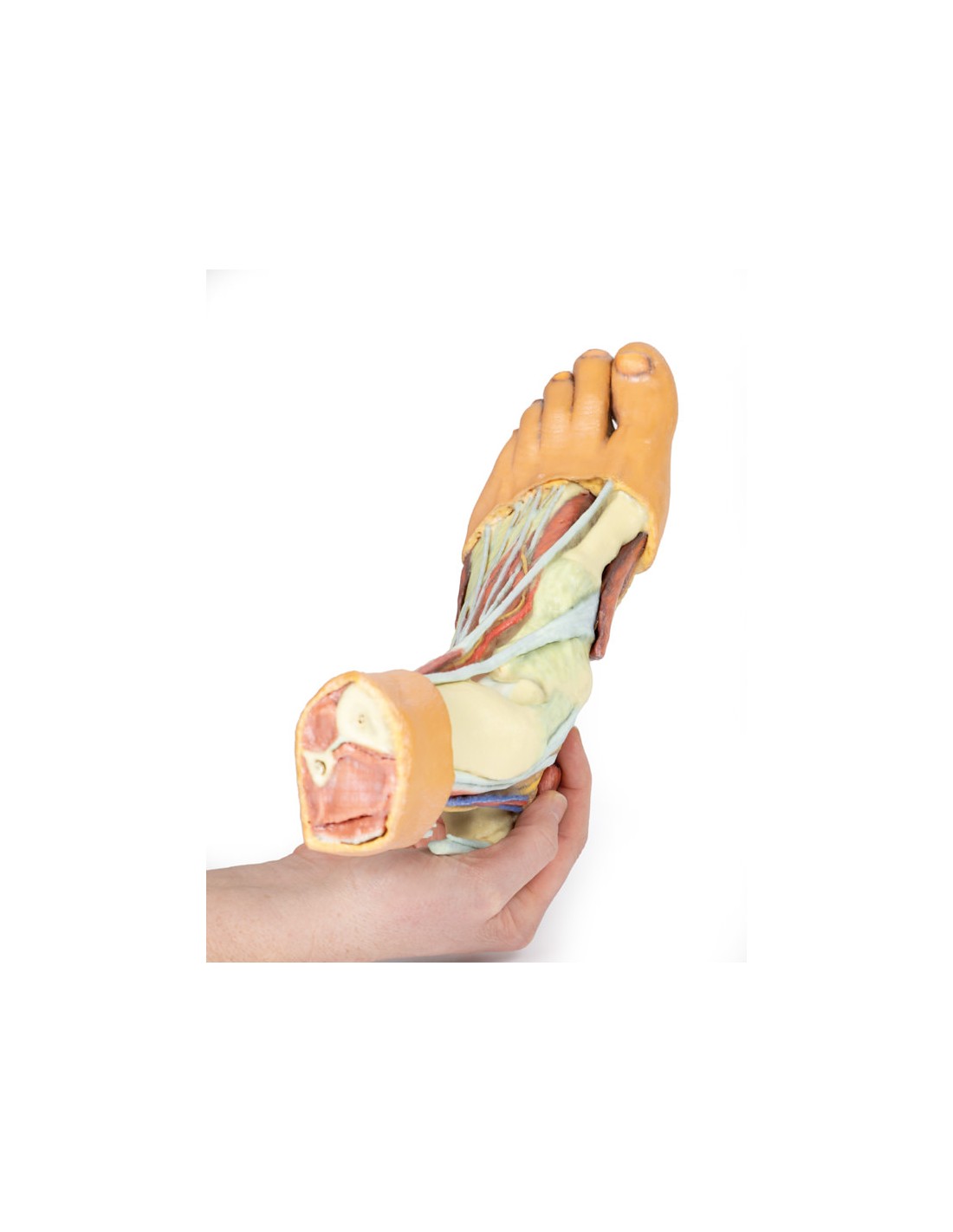 Strutture della superficie plantare... Strutture della superficie plantare...