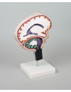 Erler Zimmer, modellino...