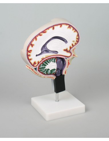 Erler Zimmer, modellino anatomico di...