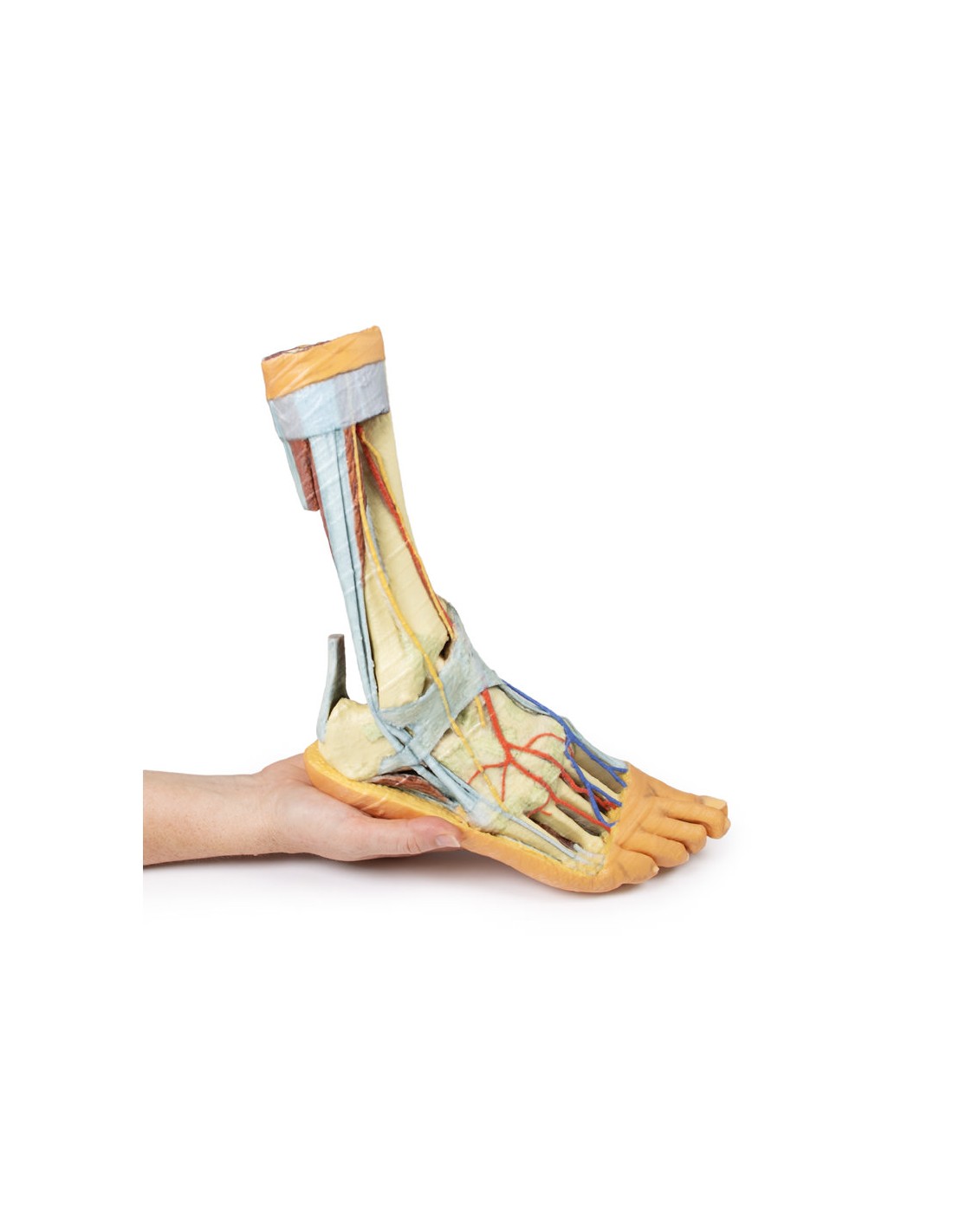 Strutture superficiali e profonde... Strutture superficiali e profonde...