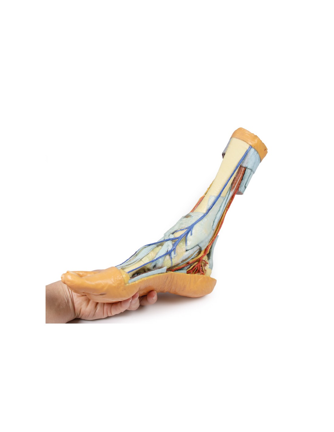 Strutture superficiali e profonde... Strutture superficiali e profonde...