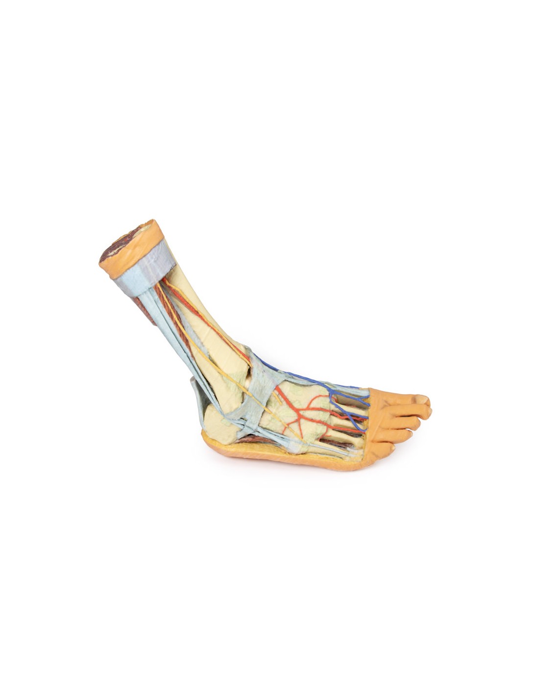 Strutture superficiali e profonde... Strutture superficiali e profonde...