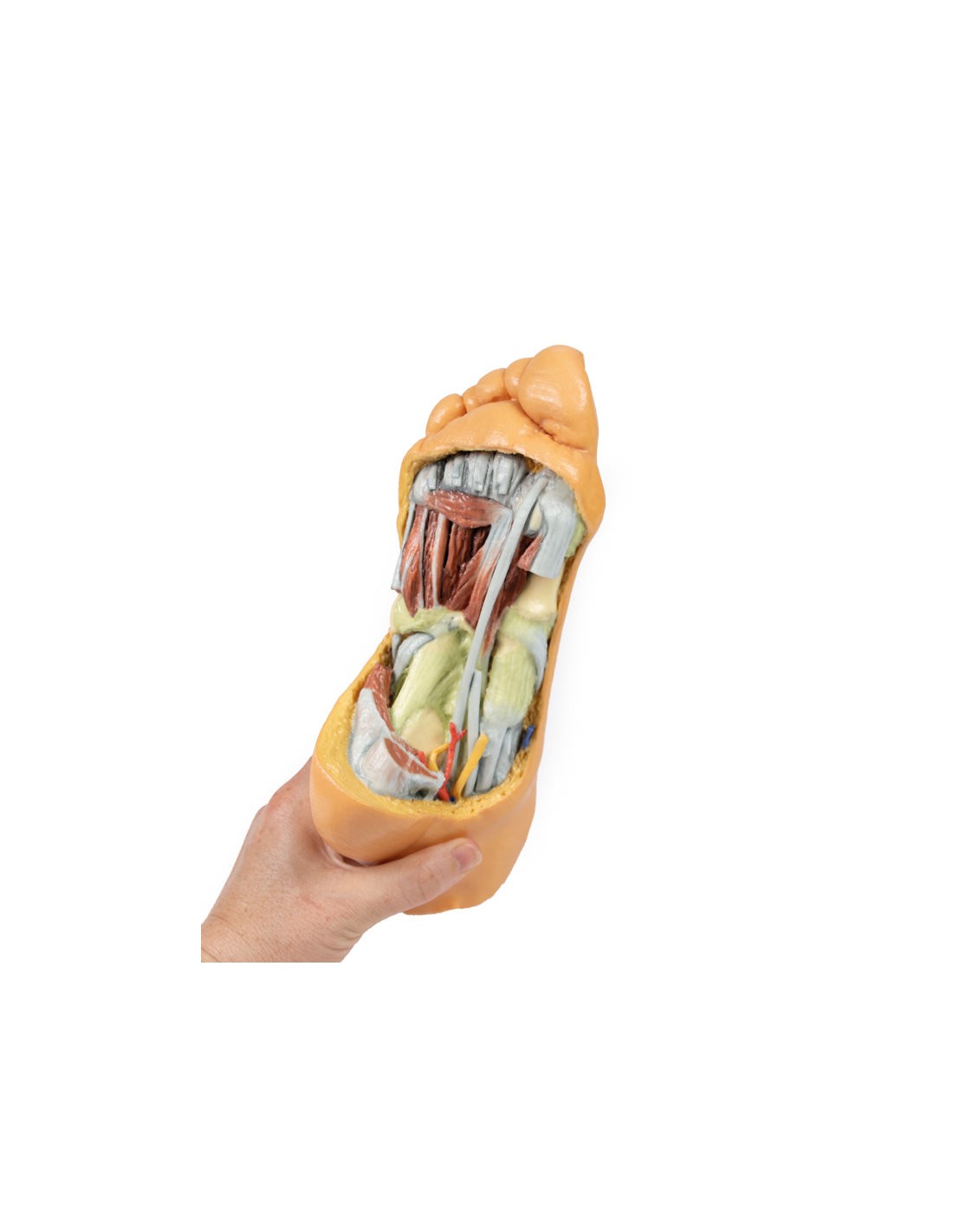 Strutture plantari profonde del piede... Strutture plantari profonde del piede...