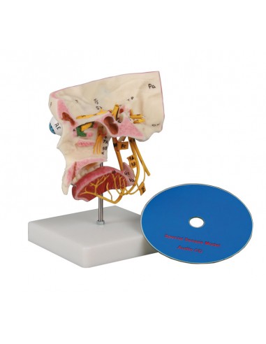 Erler Zimmer, modellino anatomico. I...