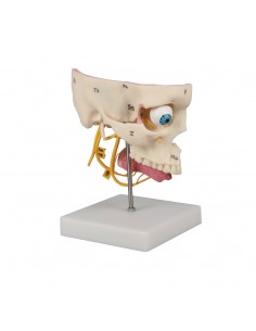 Erler Zimmer, modellino... 2