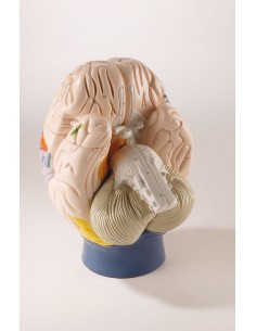 Erler Zimmer, modello neuro...