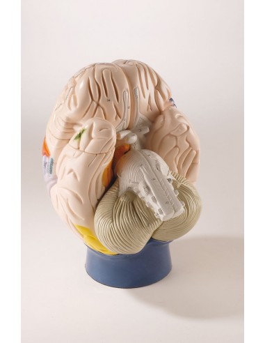 Erler Zimmer, modello neuro anatomico...