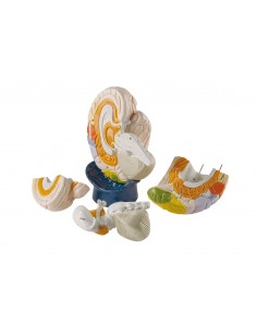 Erler Zimmer, modello neuro... 2