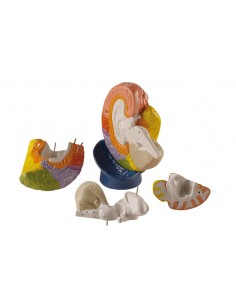 Erler Zimmer, le regioni...