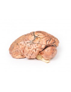 Craniofaringioma - Erler...