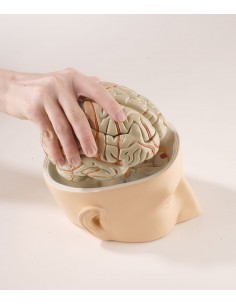 Erler Zimmer, modello...