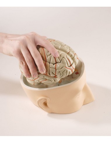 Erler Zimmer, modello anatomico di...