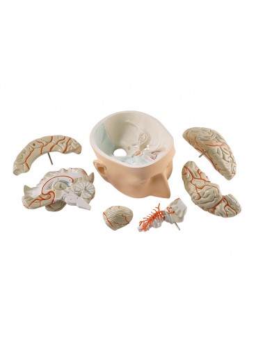 Cranio Cervello Resina Replica In Trauma Medical M... - Grandado - Foto 4