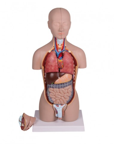 Erler Zimmer, modello di torso umano...