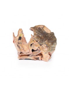 Corpo estraneo inalato:... 2