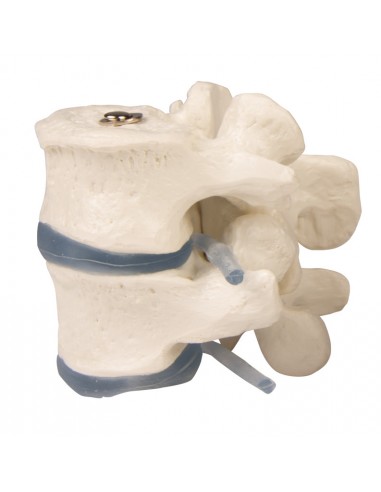 Erler Zimmer, modellino anatomico di... Erler Zimmer, modellino anatomico di...