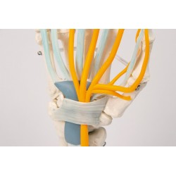 Scheletro della mano con...