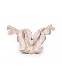 Utero bicorne Unicollis -...