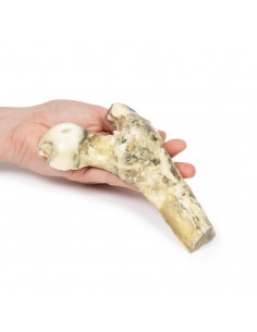 Melanoma maligno... 2