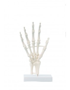 Erler Zimmer, modello...