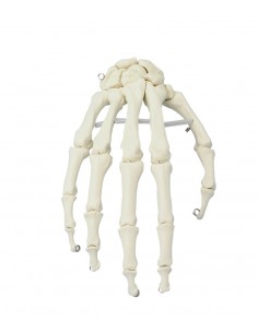 Erler Zimmer, modello...