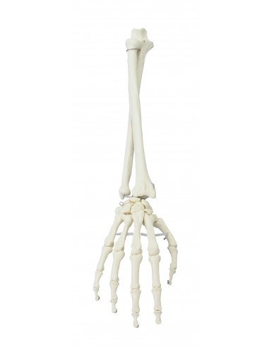 Erler Zimmer, modello anatomico...