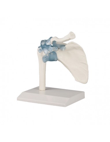 Erler Zimmer, modello anatomico...