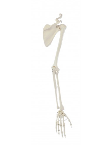 Erler Zimmer modello anatomico di...