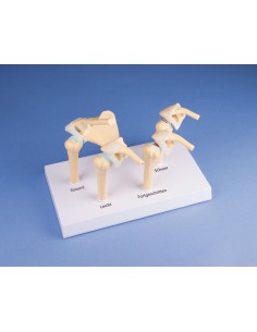 Erler Zimmer, modello...