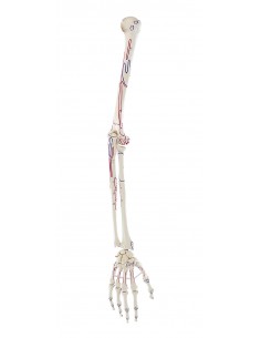 Erler Zimmer, modello...