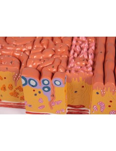 Lingua e tessuti della... 2