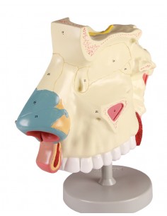 Modello anatomico di cavitÃ...