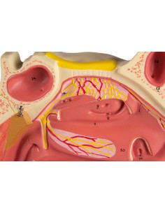 Modello anatomico di cavitÃ... 2