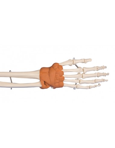 Erler Zimmer modello anatomico  di...