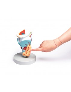 Erler Zimmer, modello...