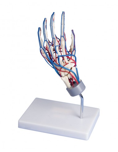 Erler Zimmer, modello anatomico di...