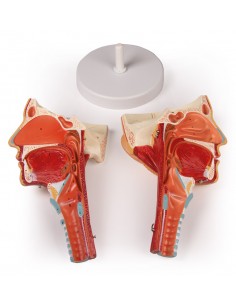 Modello anatomico di testa... 2