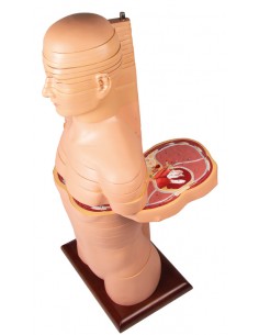 Torso a fette a dimensioni... 2